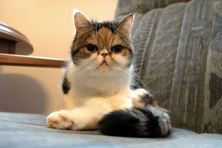 The little cat sits on armchair and looks at lens. This is the Exotic cat breed. It is similar to a Persian cat, but has short hair.の写真素材