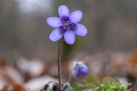 The anemone hepatica kidneywort - violet spring flowersの写真素材