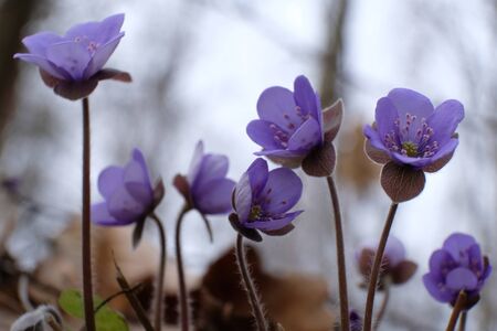 The anemone hepatica kidneywort - violet spring flowersの写真素材