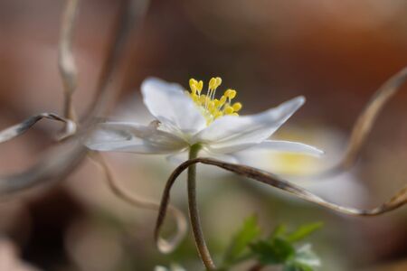 Spring white flower in the forest - Anemone nemorosaの写真素材
