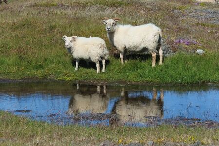 Icelandic sheeps by the roadside on southern Icelandの写真素材