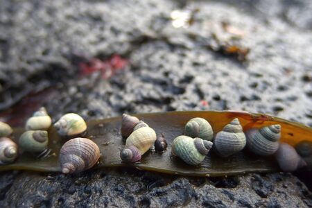 A lot of small colorful shells on volcanic beach on southern Icelandの写真素材