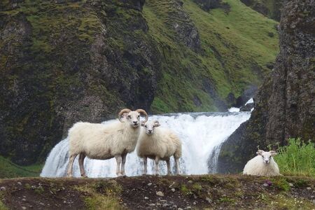 Icelandic sheeps at the waterfall Kirkjub?jarklaustur on southern Icelandの写真素材