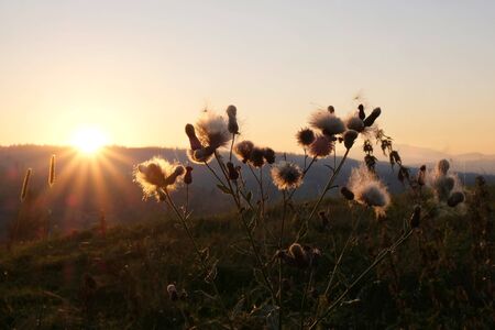 Poland, Gorce Mountains, around Raba Wyzna, Chabowka - meadow at sunset with sun rays low over mountainsの写真素材