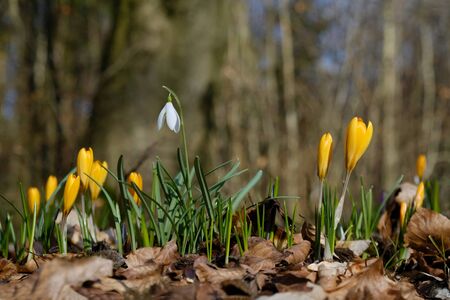 The beginning of spring - early spring flowers in the forest: yellow crocuses and among them one...