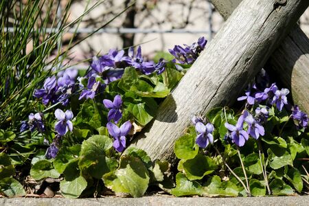A bush of violets (Viola odorata) in the garden by a wooden fence.