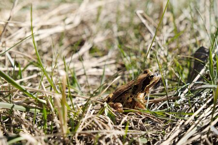 Little brown frog in grass.の写真素材