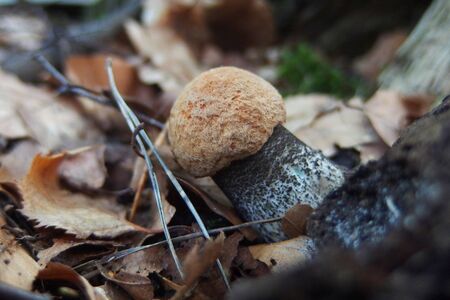 A mushroom Leccinum versipelle, also known as Boletus testaceoscaber or the orange birch bolete - edible and very tasty.の写真素材