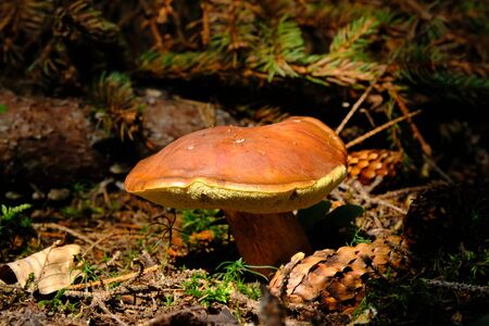 Edible forest mushroom - Imleria badia, commonly known as the bay bolete
