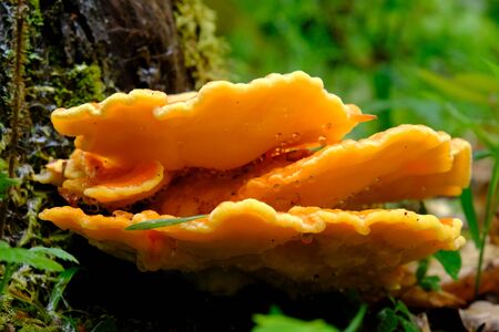 Spring edible mushroom Laetiporus sulphureus - grows on the tree, looks like yellow hub