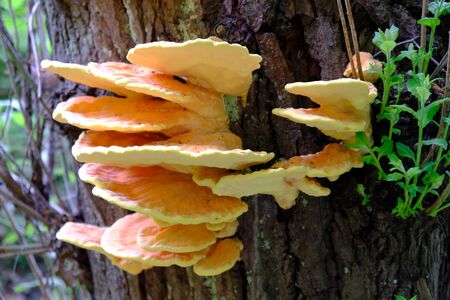 Spring edible mushroom Laetiporus sulphureus - grows on the tree, looks like yellow hubの写真素材
