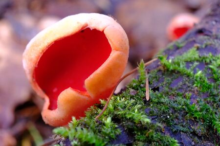 Winter / spring edible mushroom in beautiful orange red color - Sarcoscypha austriaca or Sarcoscypha...