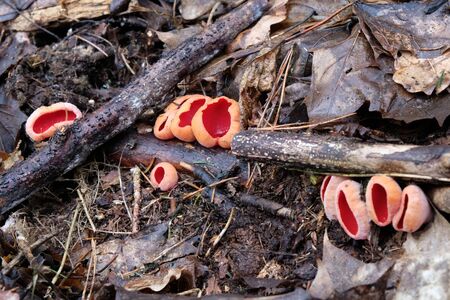 Winter / spring edible mushroom in beautiful orange red color - Sarcoscypha austriaca or Sarcoscypha coccineaの写真素材
