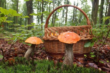 Two mushrooms Leccinum versipelle, also known as Boletus testaceoscaber or the orange birch bolete - edible and very tasty. In the background stands a wicker basket with mushrooms.の写真素材