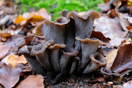 Craterellus cornucopioides, or horn of plenty, is an edible mushroom. It is also known as the black...