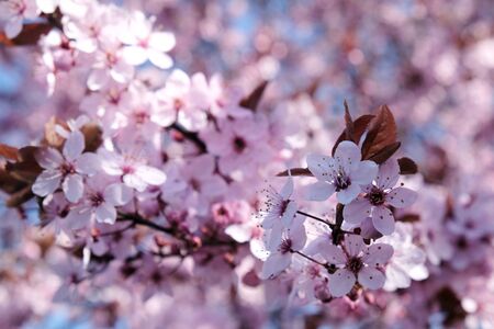 A twig of tree with pink flowers. Prunus subhirtella (Prunus ? subhirtella), the winter-flowering...