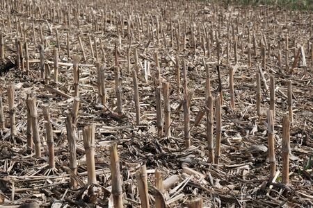 A field with stubble of maize, closeup in sunny springの写真素材