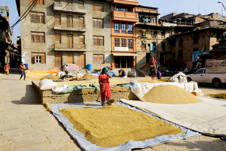 Bhaktapur, Nepal - circa November 2019: The grain is dried on canvas on the street. The woman shovels the grain. Bhaktapur, Kathmandu Valley, Nepal, Asiaのeditorial素材