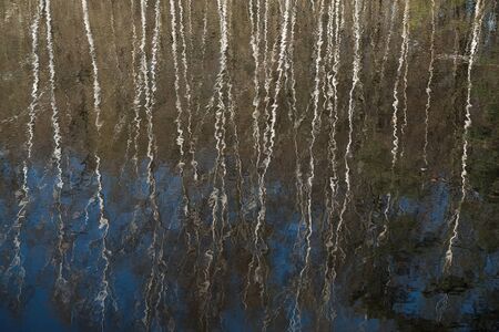 Beautiful reflection of trees in the lake's rippling water.の写真素材