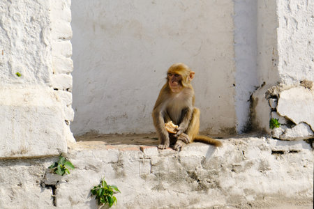 Monkey macaque rhesus (macaca mulatta) sitting on walla at Pashupatinath Temple in Kathmandu.のeditorial素材