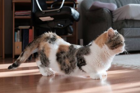 A small kitty in heat is standing in a characteristic position with a raised tail in the room. This is the Exotic cat breed. It is similar to a Persian cat, but has short hair.の写真素材