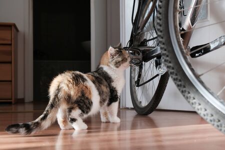 Small cat is interested in bicycle, which is leaning against the wall in the room. This is the...