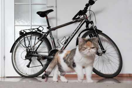 Bicycle is leaning against the white wall in the room. Blurry silhouette of a cat in motion walking towards the lens.の写真素材