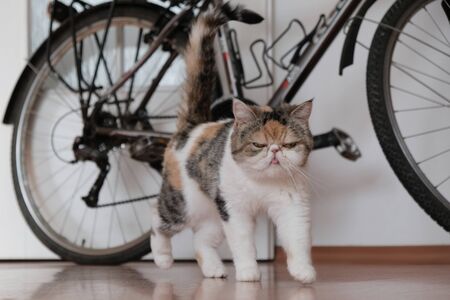 Bicycle is leaning against the white wall in the room. Blurry silhouette of a cat in motion walking towards the lens. This is the Exotic cat breed.の写真素材