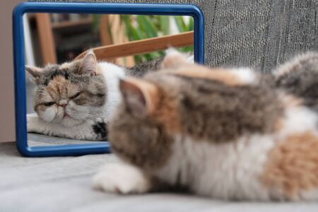 The little cat lies on the armchair and looks in the mirror. This is the Exotic cat breed. It is similar to a Persian cat, but has short hair.の写真素材