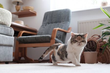 A small crouching cat is creeping in an empty room. This is Exotic cat breed. It is similar to a Persian cat, but has short hair.の写真素材
