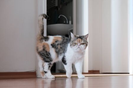 A small kitty in heat is standing with her tail raised in the apartment. This is the Exotic cat breed. It is similar to a Persian cat, but has short hair.の写真素材