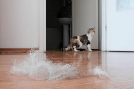 A lot of the hair of a moulting cat (fluff) on brown panel floor. There is cat walking in background. It is exotic cat.の写真素材