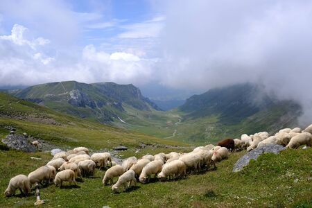 Romania, Bucegi Mountains - a herd of sheep on green slope at the top of Omul overlooking the green valleyの写真素材