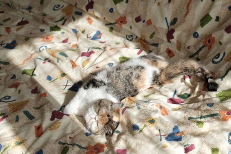 Sweet little kitty is lying on colorful bedding. Bed is lit by sun. This is the Exotic cat breed. It...