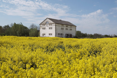 Beautiful yellow blooming rapeseed fields on Zulawy, Poland. Big white farm building among them. A sunny day with blue sky.のeditorial素材