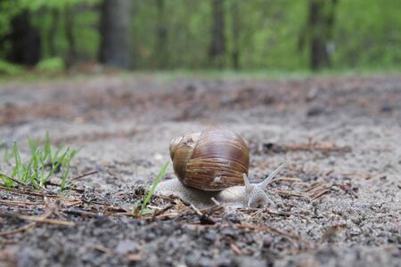 Helix pomatia on the road in forest. Common names the Roman snail, Burgundy snail, edible snail or escargot.の写真素材