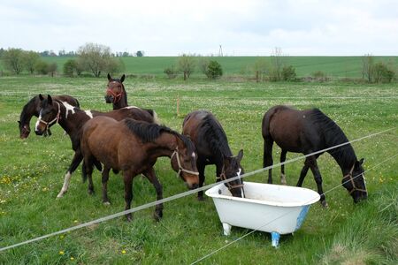 A herd of beautiful horses grazing in the meadow. Horses drink water from an old metal tub. Polish countryside, Cracow-Czestochowa Upland, Poland.の写真素材