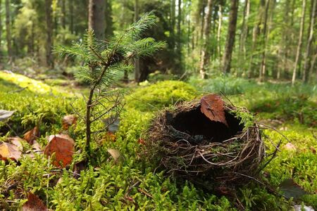 A bird's fallen nest on the ground, braided of twigs, in the forestの写真素材