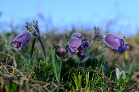 Close up of group of beautiful violet flowers Pulsatilla (pasque) in mountains.