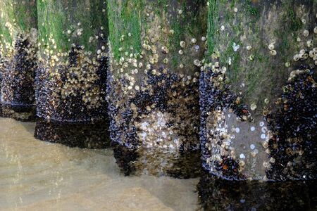 Shellfish Acorn (balanus), little black shells and moss on wooden breakwater on beach of Baltic Sea,...