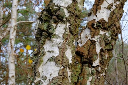 The characteristic cracked white birch (betula) bark forming an interesting pattern.の写真素材