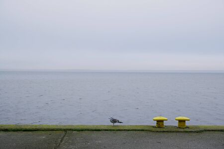 Two yellow mooring bollards and lonely seagull on empty dock by the lake off season in misty day....