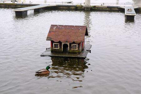 House for ducks and a birds floating next to it on the lake. Marina in Kamien Pomorski, Polandの写真素材