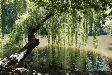 Beautiful tree Salix babylonica (Babylon willow or weeping willow) by the pond. Orunia Park, Gdansk,...