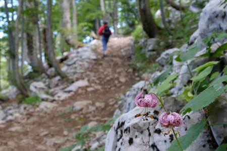 Beautiful pink flower of Lilium martagon (martagon lily, Turk's cap lily), met in National Park Risnjak, Croatia. Silhouette of walking tourist on trail.の写真素材