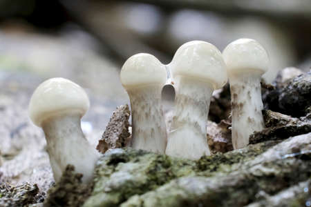 Nice delicate forest mushrooms - Mucidula mucida. Young fruiting bodies.の写真素材
