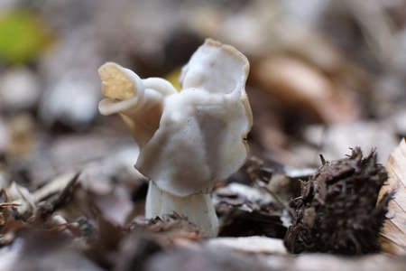 Amazing mushroom Helvella crispa, also known as the white saddle, elfin saddle or common helvel....