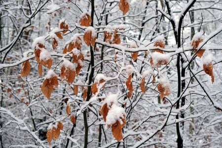 Winter forest - brown beech leaves on snow-covered branches