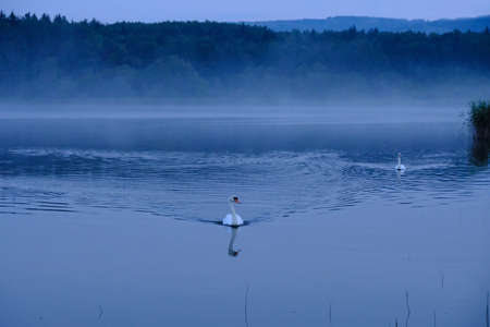 Couple of swans on foggy lake in the morningの写真素材