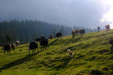 Ukraine, Eastern Carpathians, Central Gorgany Mountains - cows on pastures Ruszczynaの写真素材